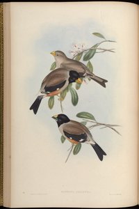 Eophona melanura = Eophona migratoria de John Gould